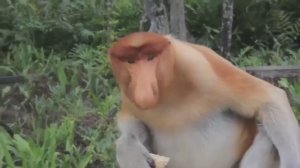 Смешные обезьяны. Видео.