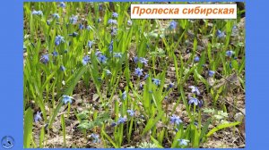 Пролеска сибирская - подснежник небесного цвета,а родом не из Сибири