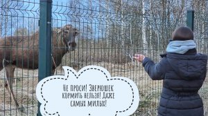 Лось Степан пришёл посмотреть на Машу. Ему всё понравилось. Кошку Морошку всю спылесосили
