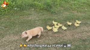 Утята и Цыплята - Кошки и котята, Собаки и щенята 349 Хвостики да Усики ❣️