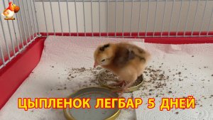 Цыпленок Легбар 5 дней от роду живет один в клетке