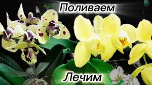#192 ОрхоVLOG поливаю цветущие с удобрением. Лечим дальше. В полку _Дворян_ прибыло