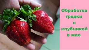 Как я обрабатываю грядки с клубникой в мае?