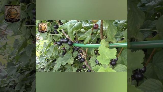 Черная смородина. Ягода размером с черешню.