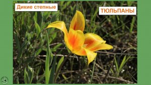Лазоревый цветок: дикий редкий тюльпан степной Шренка-Геснера