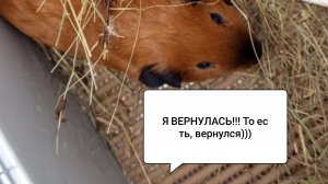Я ВЕРНУЛАСЬ!!!/ последние новости и причина временного ухода/ Морская Свинка Орешек ❤️❤️❤️