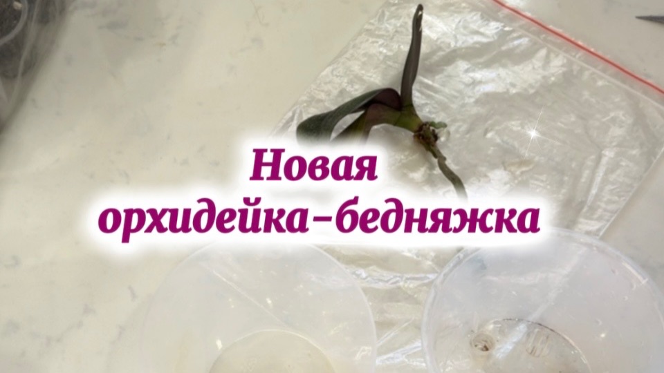 Восстанавливаем орхидейку