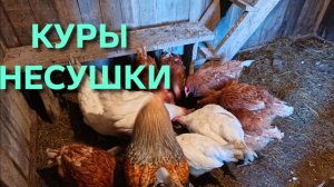 Куры несутся каждый день стабильно Главное подобрать правильно витамины