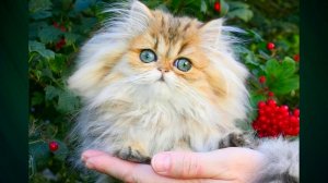 BIJOU EL MON AMI🧡 золотая персидская шиншилла