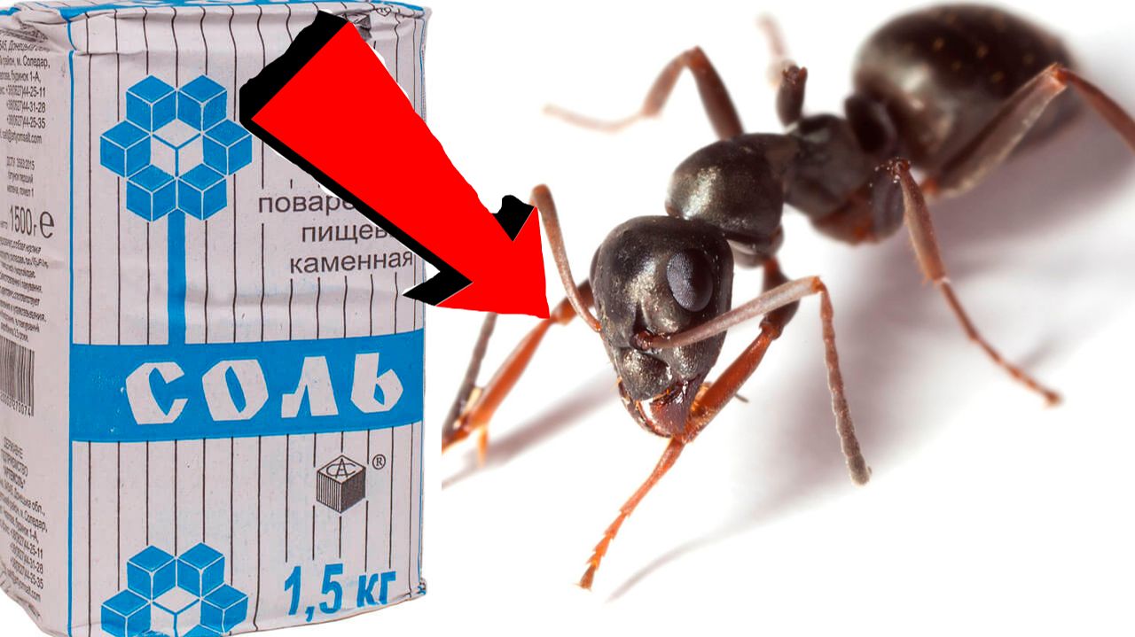 Как избавиться от муравьёв За 3 Секунды!