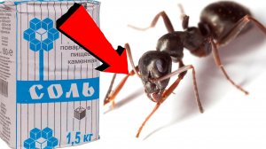 Как избавиться от муравьёв За 3 Секунды!