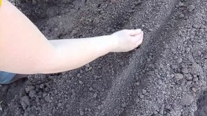 ПРИШЛА ПОРА СЕЯТЬ МОРКОВЬ
