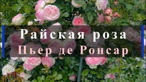 Райская роза Пьер де Ронсар