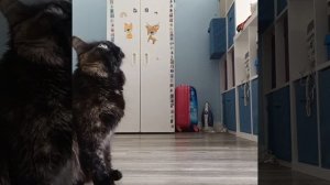 моя кошечка Бусина 🐾🐈⬛