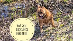 Псу Кубику запретили ходить в лес. Маша не осталась у нас на праздники. В прудик приходил бобёр