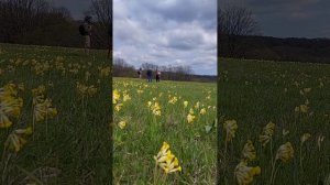 Лабинское предгорье. Археологический выезд