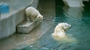 Мама Герда прыгнула в воду и дала урок плавания своему медвежонку.