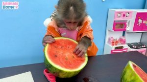 BiBi goes fishing watermelon to make ice cream for Amee