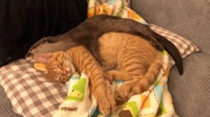мои котята