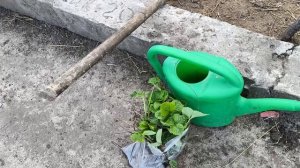 Сколько ещё будем кататься 🐶Не ожидали, очень приятно ☘️