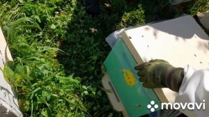 ПРОДАЛИ ПЧЕЛ. 🐝 25.04.2026 #пчелы #пасека #пчеловодство #пчелопакеты