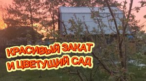 Красивый закат и весенний сад✅