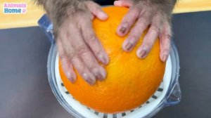 BiBi harvests fruit to make jelly for Amee