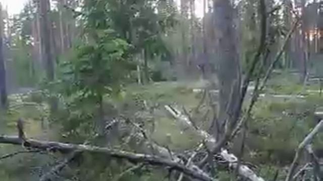 Снежный человек Лен. область. видно как гориллу смотреть онлайн