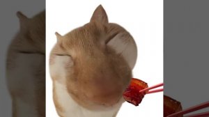 Мемы с животными