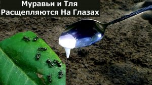 Как быстро избавиться от муравьев и Тли в огороде? Самое эффективное средство от муравьев и Тли