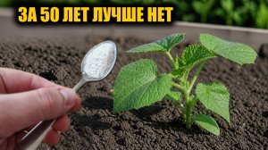 1 Ложка в Мае и Огурцы Томаты Перцы вмиг пойдут в рост и не будут болеть, повысит урожай в 20 раз!