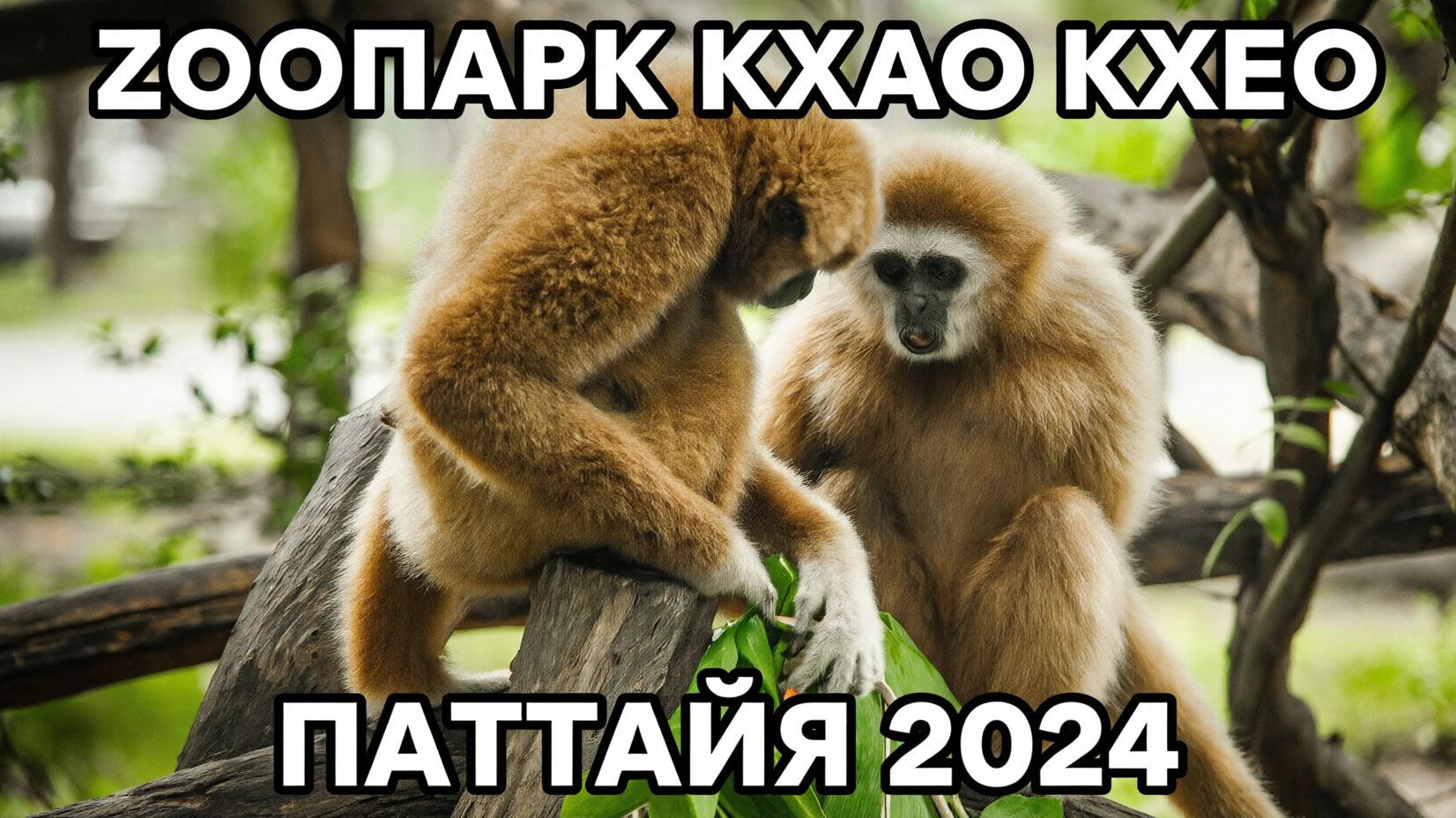 Зоопарк Кхао Кхео Паттайя 2024