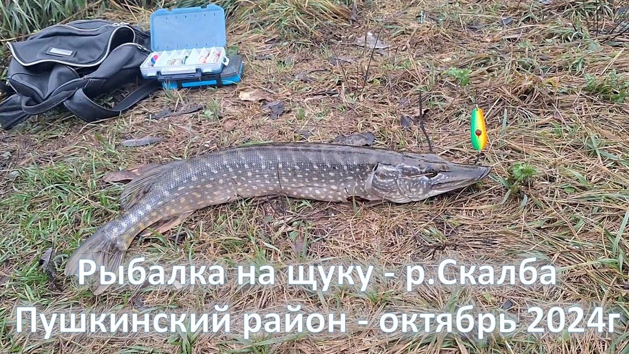 Рыбалка на щуку - р.Скалба Пушкинский район - октябрь 2024г. Щука на спиннинг в Подмосковье осенью.