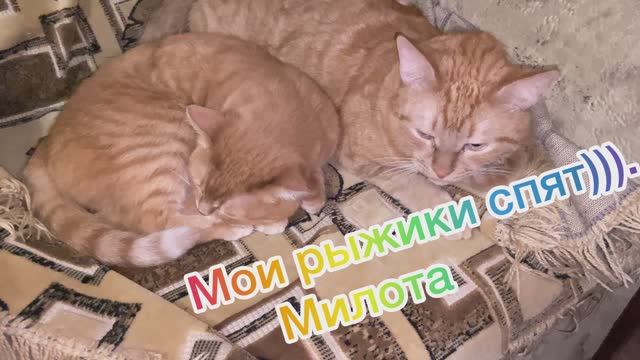 Рыжий кот. Мои Рыжики спят. Милота
