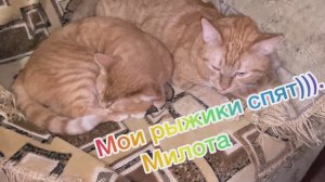 Рыжий кот. Мои Рыжики спят. Милота