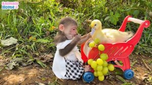 Nurse BiBi takes care of duckling