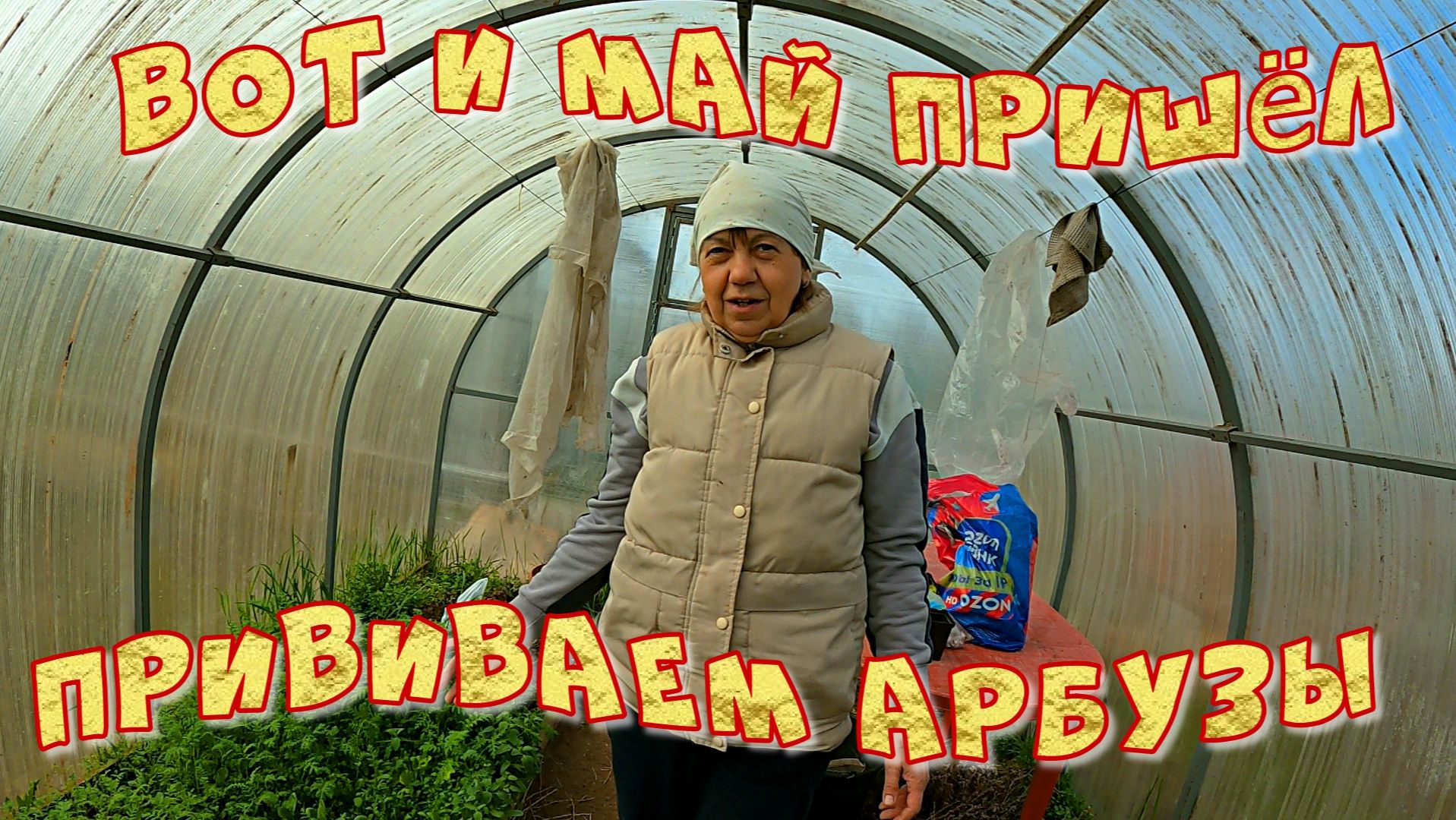 Вот и май пришёл Прививаем арбузы