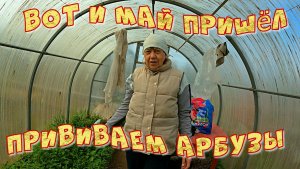 Вот и май пришёл Прививаем арбузы