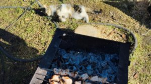 «ШАШЛЫК НА КЕФИРЕ — ИМБА!   Маринад из лука и кефира.  Сочный карбонат на мангале» хватит и на котов