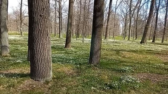 Парк Александрия. Красивое поле цветов