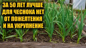 Листья на чесноке станут зелеными! Чеснок будет как кулак и не будет желтеть, подкормка чеснока