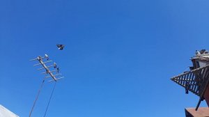 Николаевские голуби молодёжь