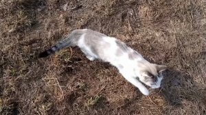 Белка заблудилась!🙀🙀🙀