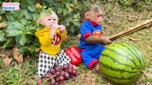 Smart BiBi harvests fruit and picnic with baby monkey Obi