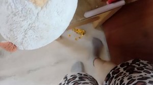 Сегодня день рождение у Беллы