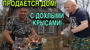 ПРОДАЕТСЯ ДОМ С ДОХЛЫМИ КРЫСАМИ! ОЛЬГА ИЗ ЗАУРАЛЬЯ. ОБЗОР.