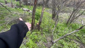 Живу в деревне, встречаю очередного лесного гостя )))