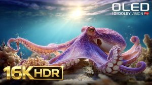 Unmatched HDR Clarity  Dolby Vision 16K Ultra HD 120FPS