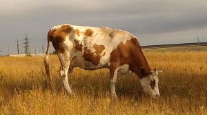 Архив 21года. Вернулась домой. Я не верю, что мне 50...