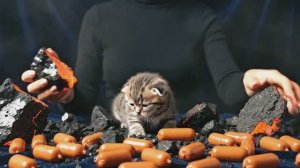 Какой бы вы выбрали? 🥚 Раздавливание роскошных пасхальных яиц открывает детенышей животных ASMR